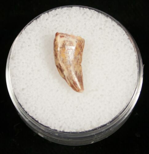Mottled Surface Raptor Tooth From Morocco - #10789
